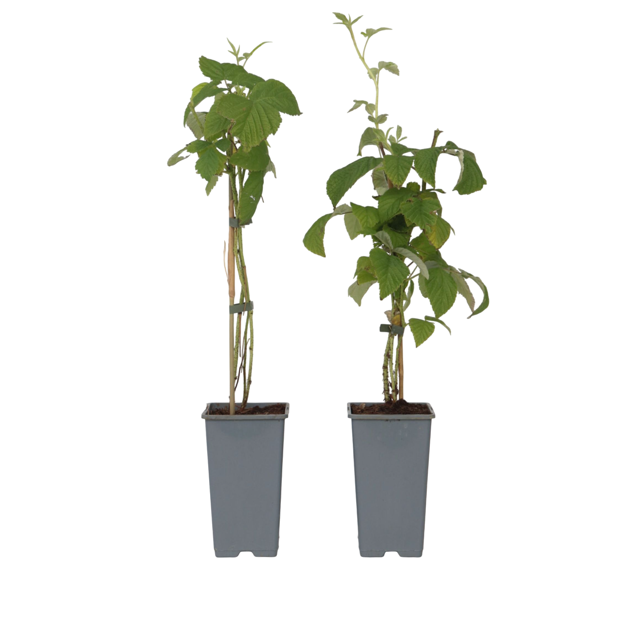 Frambuesa - 2 Pzs - Rubus Idaeus 'malling Promise' - Altura 50-60cm - ⌀15cm_0
