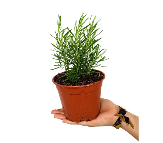 Romero Officinalis M13_0