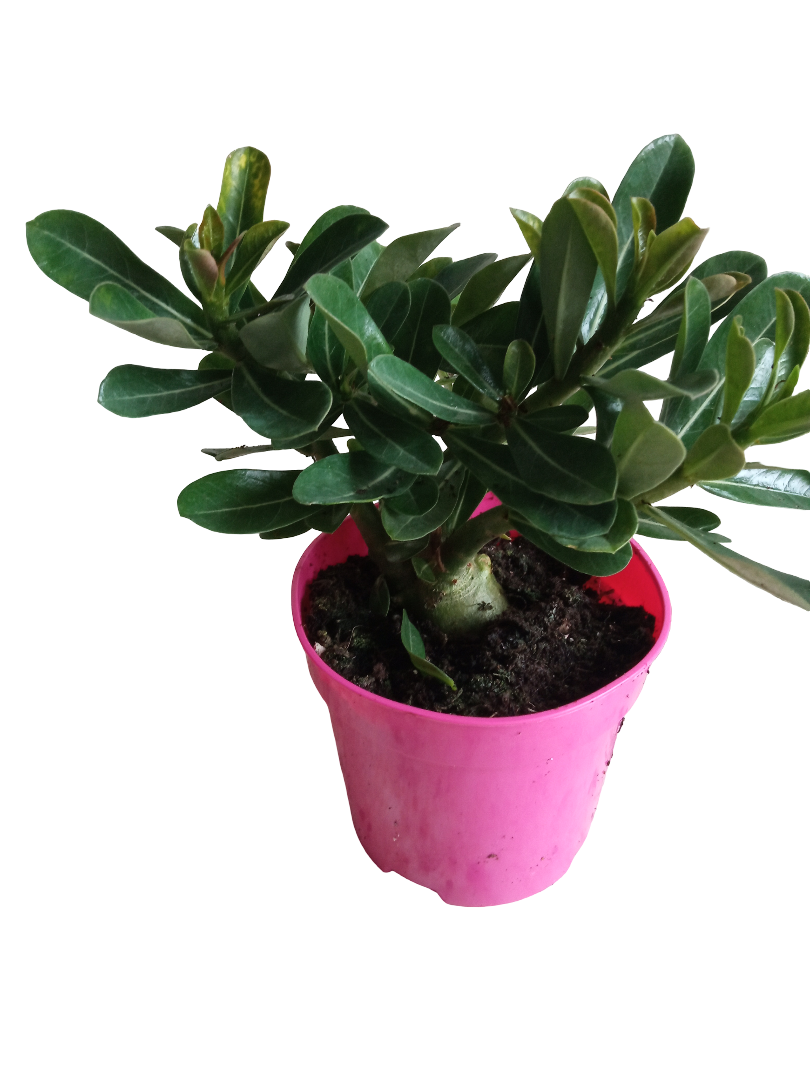 Adenium Obesum Flor Rosa Ø10 Planta Suculenta Arbol Rosa Del Desierto_0