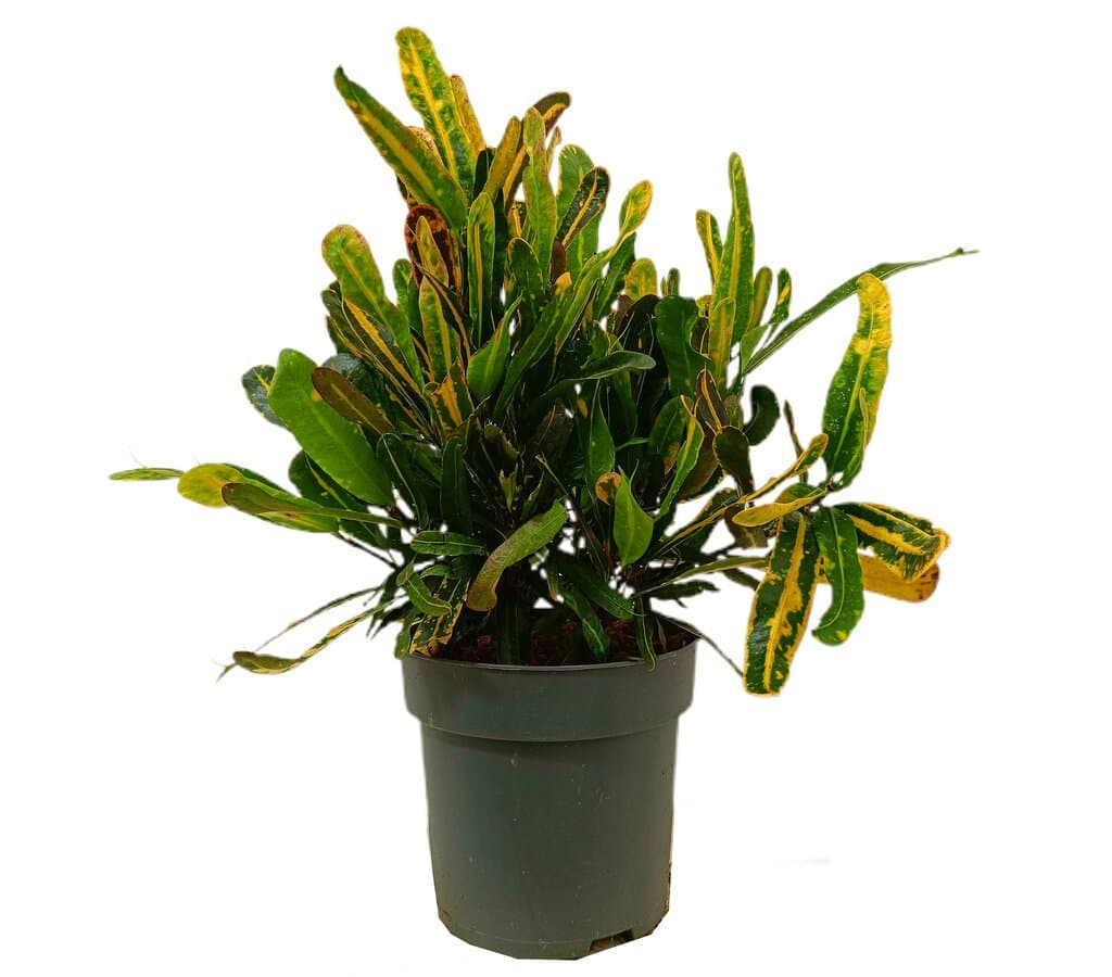 Croton Mammy M20_0
