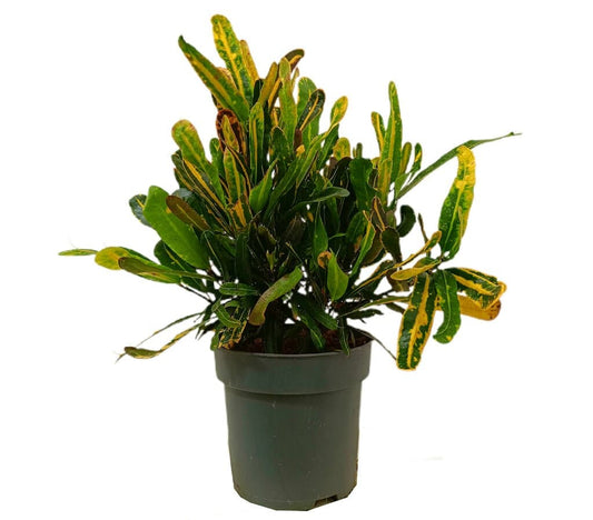 Croton Mammy M20_0