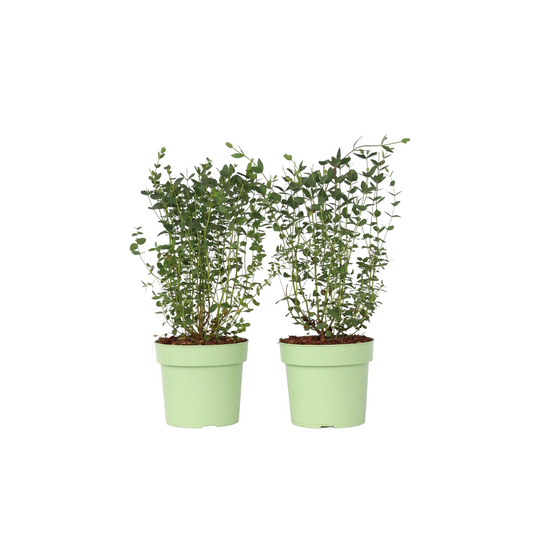Eucalipto - 2 Pzs - Eucalyptus Parvifolia 'oliva' - Altura 40-50cm - ⌀19cm_0