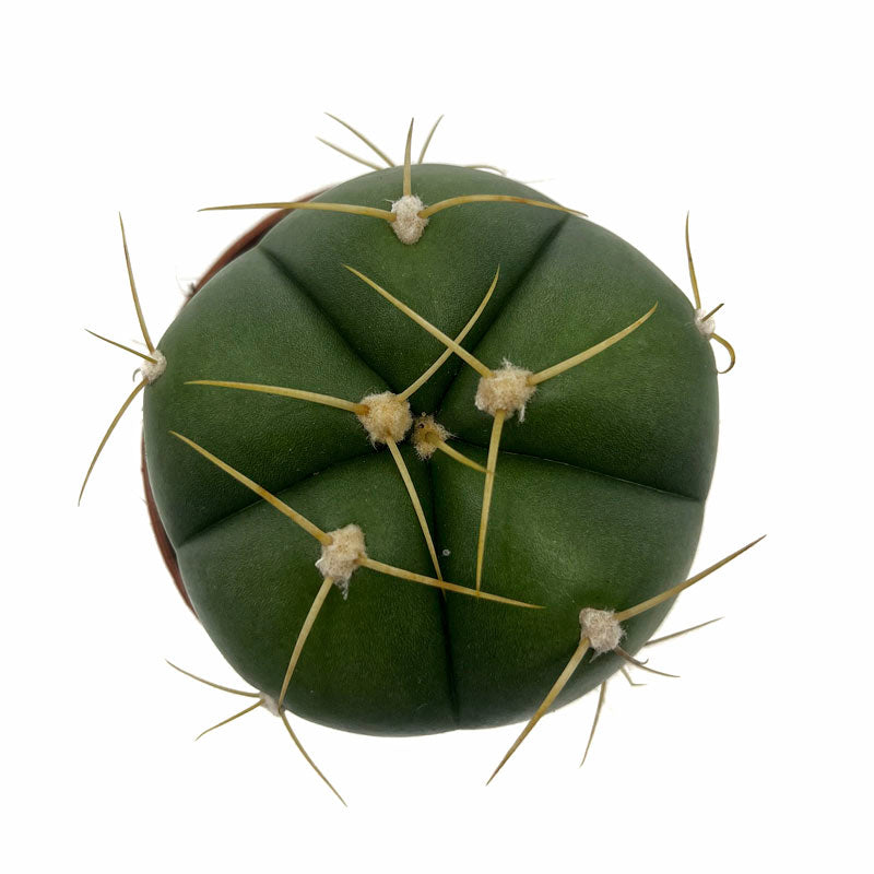 Gymnocalycium Horstii Cactus Y Suculentas M8,5 Ø