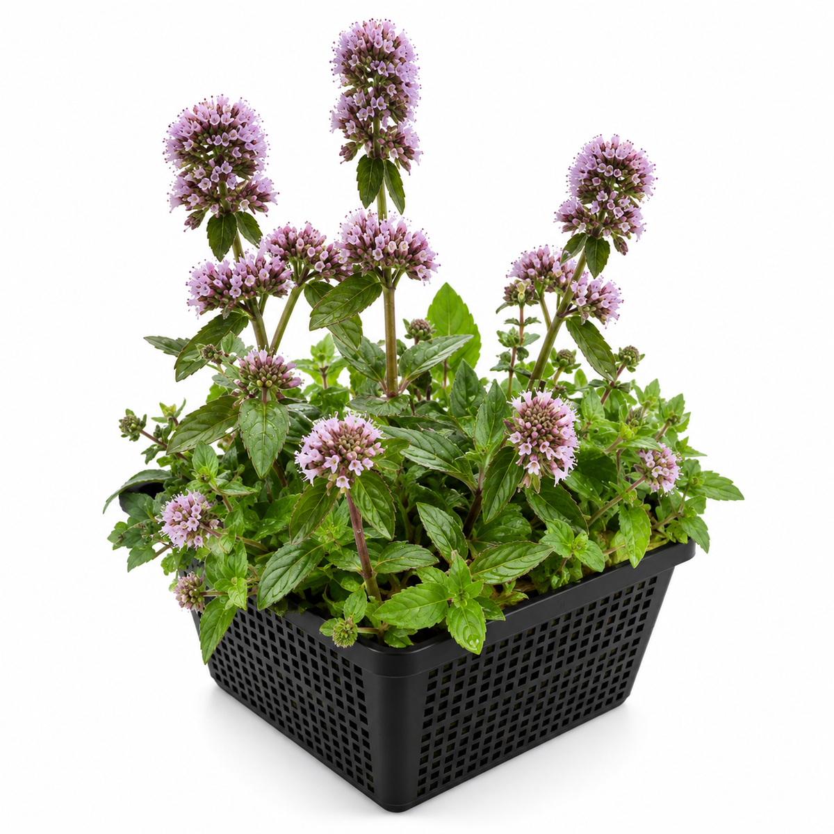 Menta Acuática Mentha Aquatica Estanque - Set 4 Plantas Con Cesta Y Sustrato_0