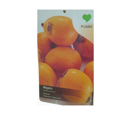 Árbol Frutal Níspero Japónica 140-150cm Para Exterior_1