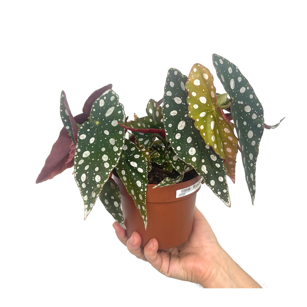 Begonia Maculata M12 20cm (alas De Ángel)_0