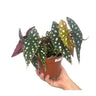 Begonia Maculata M12 20cm (alas De Ángel)