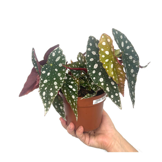Begonia Maculata M12 20cm (alas De Ángel)