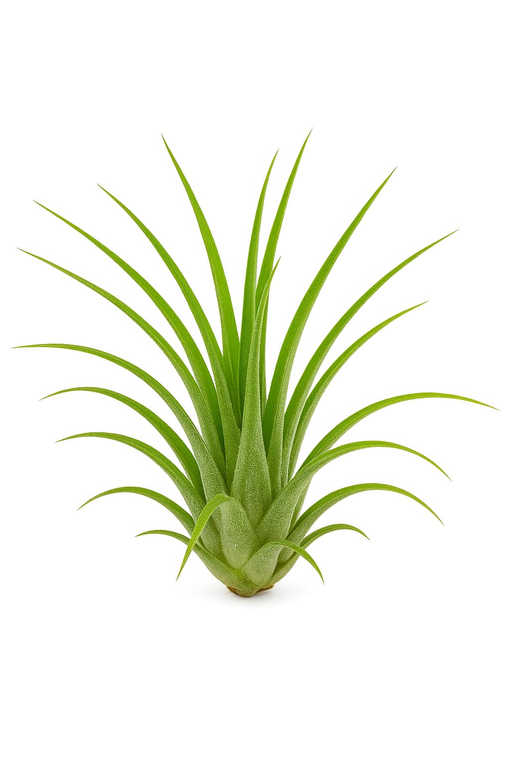 Lote Iniciación 5 Plantas del Aire; plantas del aire, tillandsias, 5 ejemplares diferentes; Curiosarium; tamaños varios_1