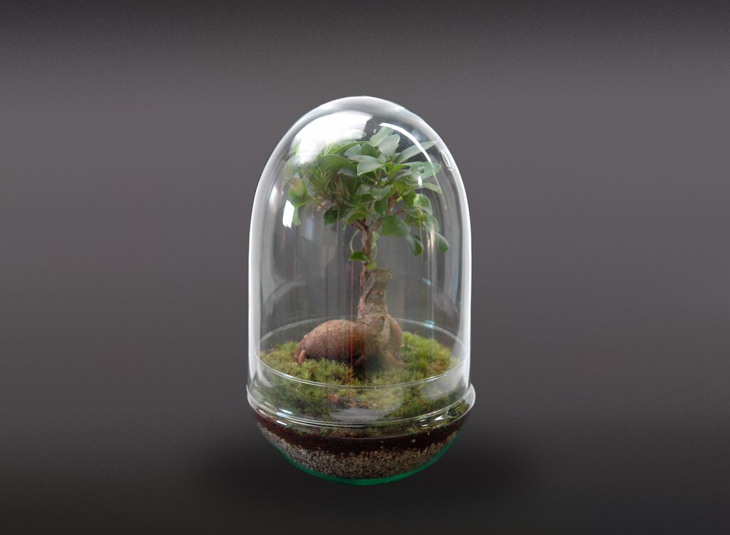 Nanogarden Terrario Ginseng Jungle 30x17 Cm_0