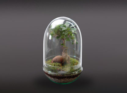 Nanogarden Terrario Ginseng Jungle 30x17 Cm