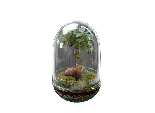 Nanogarden Terrario Ginseng Jungle 30x17 Cm_0