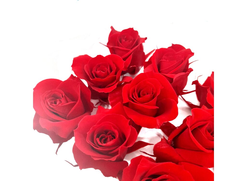 Mundo Eterno Rosas Rojas Preservadas 12 Unidades 3-4cm_1
