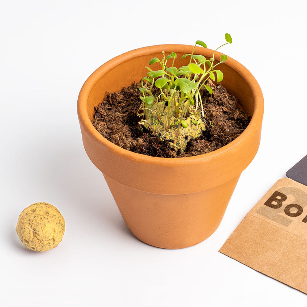 Bombas de Biodiversidad – Salvemos a las Abejas, Flores Melíferas para Polinizadores - Resetea_2