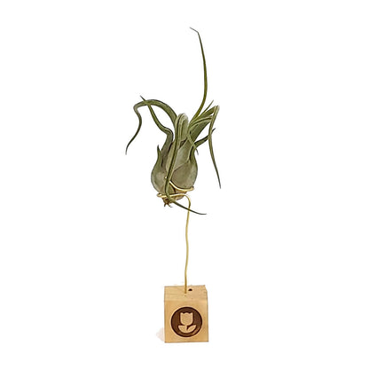 Tillandsia Caput Medusae 13cm Alto X 10cm Ancho