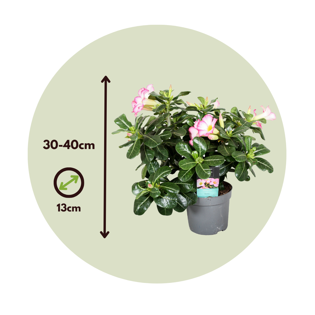Rosa Del Desierto - 2 Pzs - Adenium Obesum - Altura 30-45cm - ⌀13cm