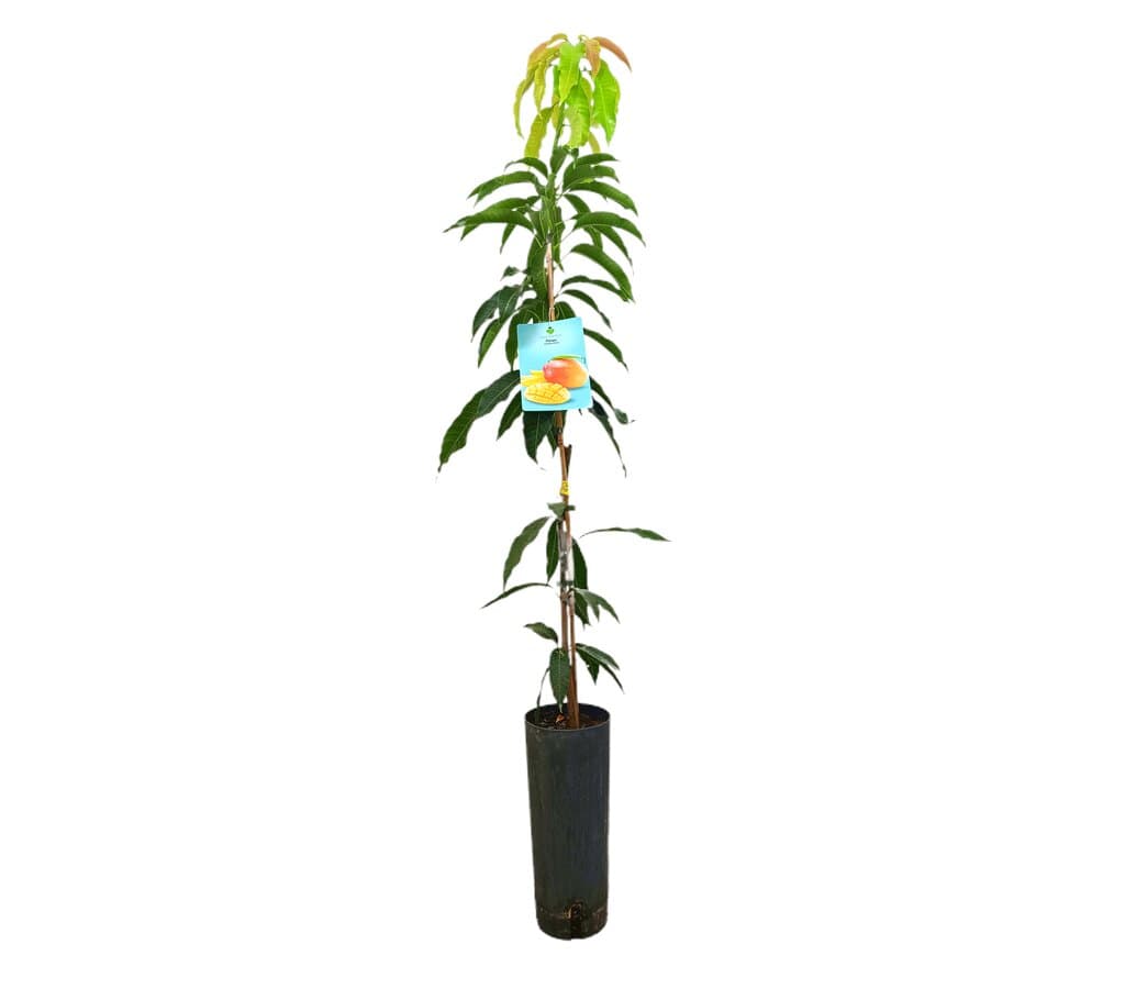 Mango Glenn Tb21 160-180cm_0