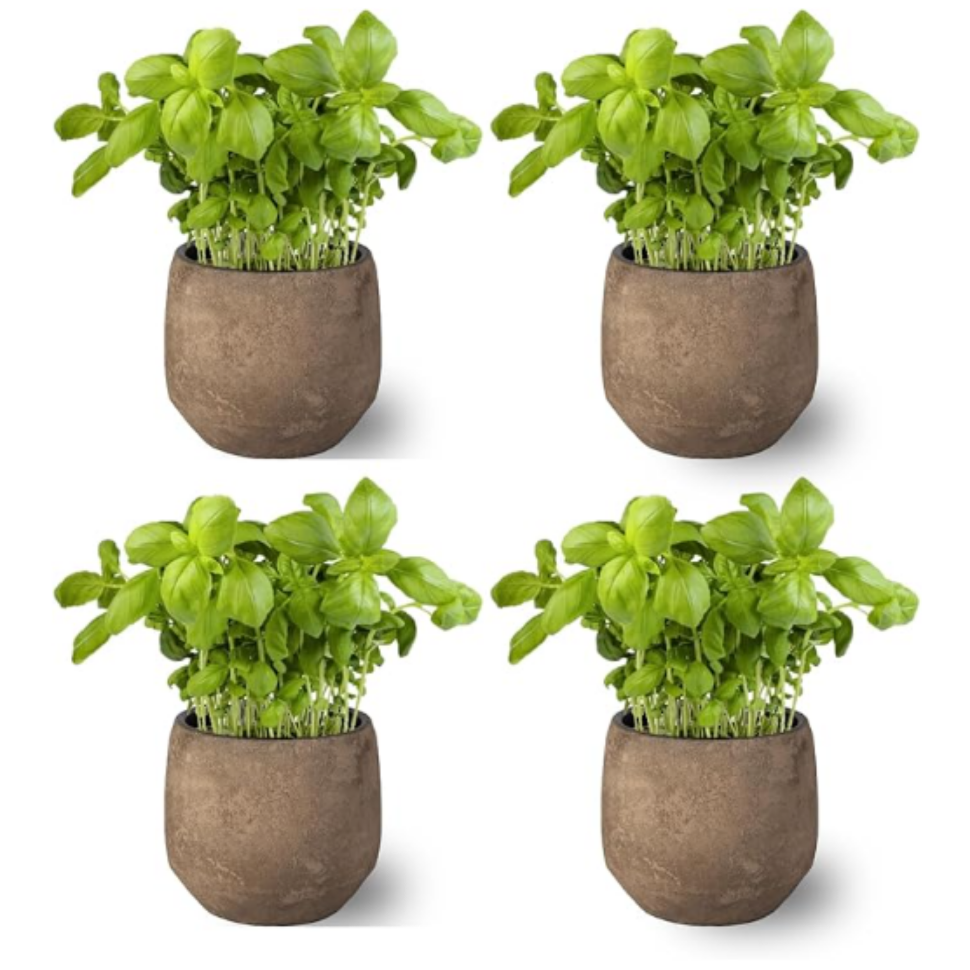 Pack 4   -planta Albahaca  - Maceta 10 Cm  -hierba Aromática