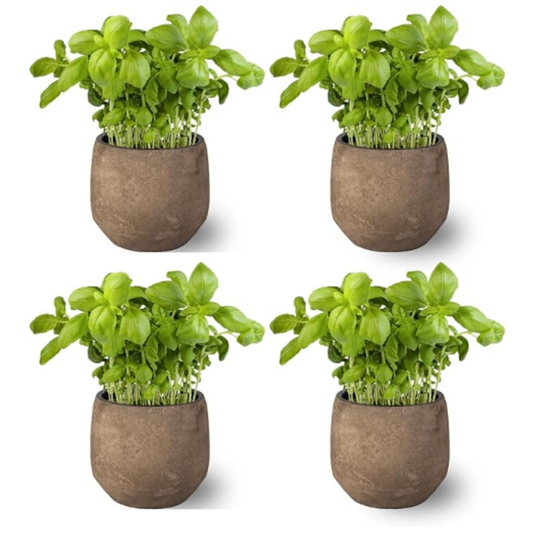 Pack 4   -planta Albahaca  - Maceta 10 Cm  -hierba Aromática_0