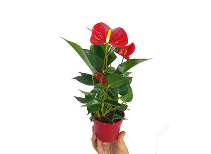 Anthurium Andreanum M9 25cm_0