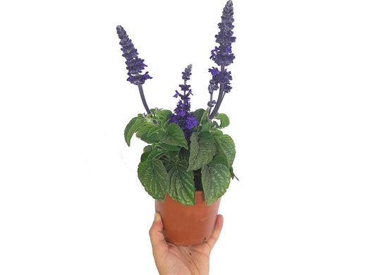 Salvia Farinacea M13_0