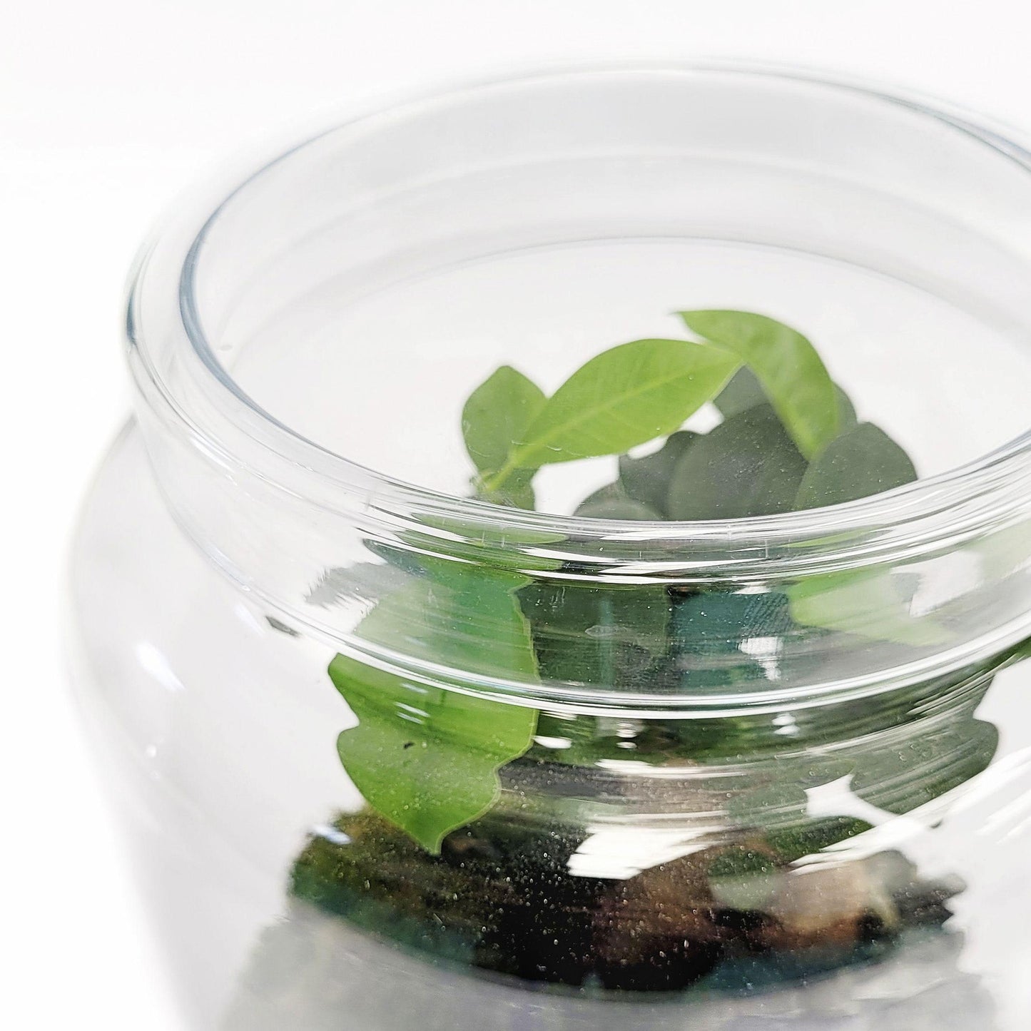 Terrario Irati Ficus Retusa Ø18 x 31 cm