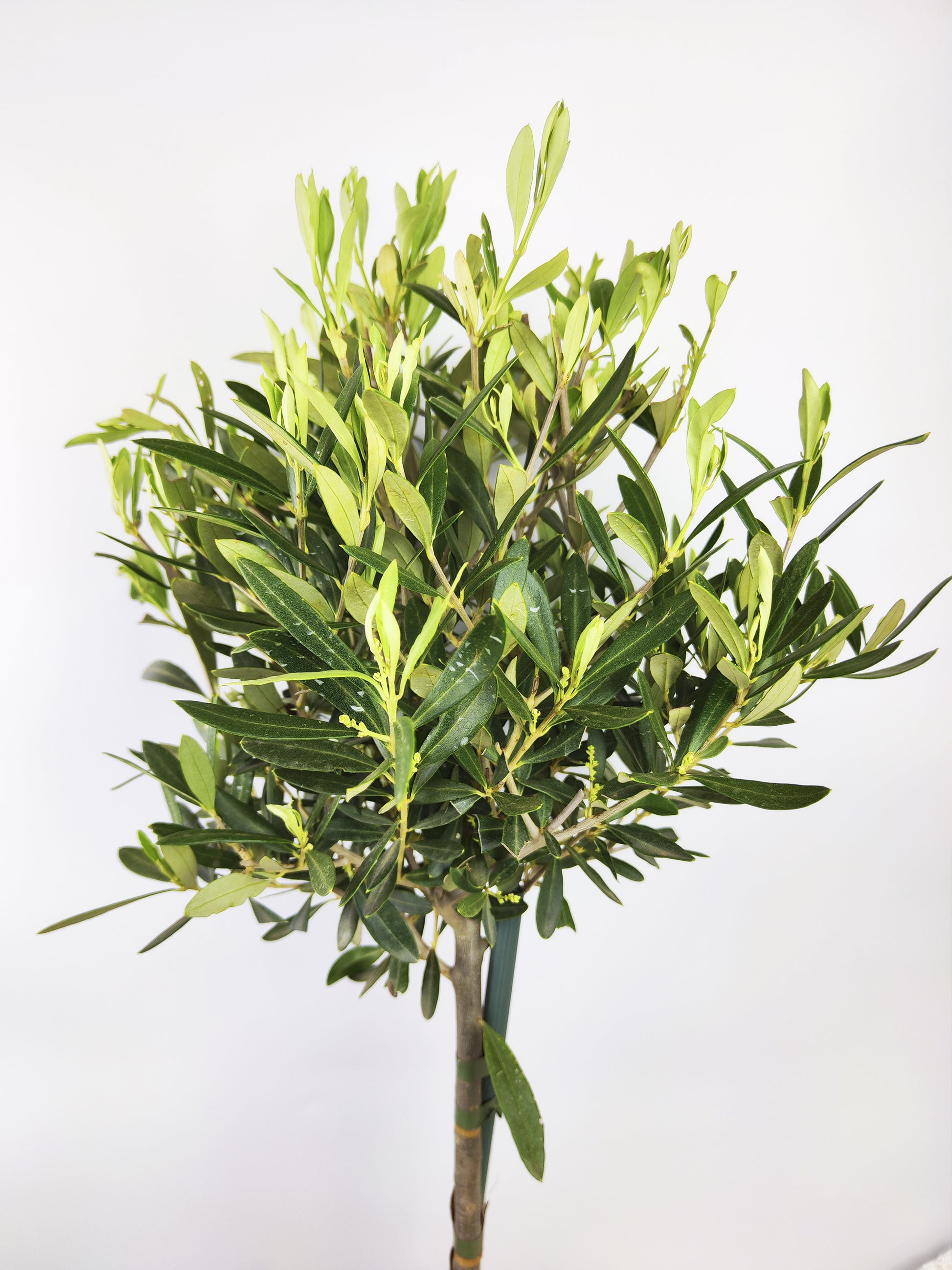 Olivo | Altura 95cm - Diámetro 20cm