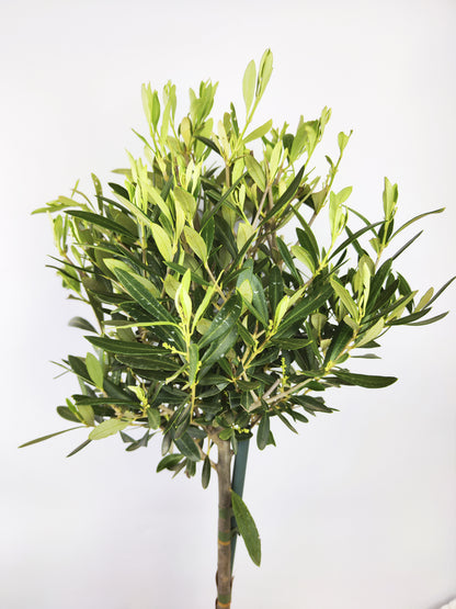 Olivo | Altura 95cm - Diámetro 20cm