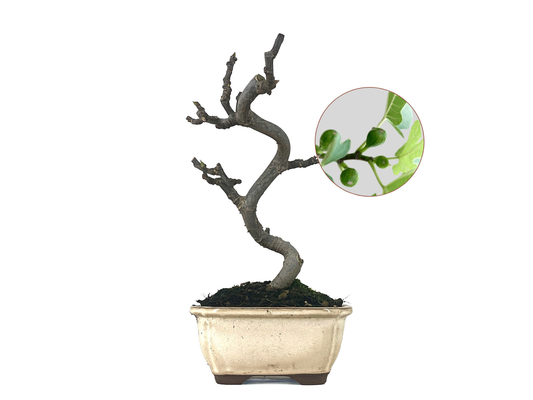 Bonsái Ficus Carica – Higuera 8 Años_0