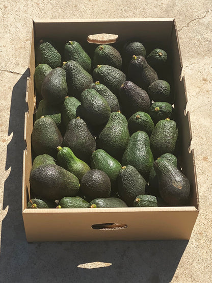 Aguacates Hass Fruta Española De Temporada Tropitop 10kg_1