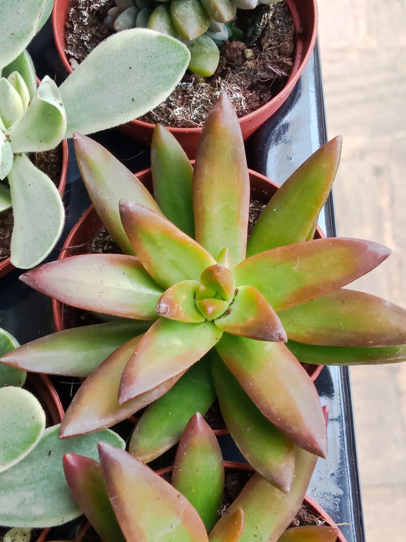 Sedum Amarillo Planta Suculenta Ø5 Cm