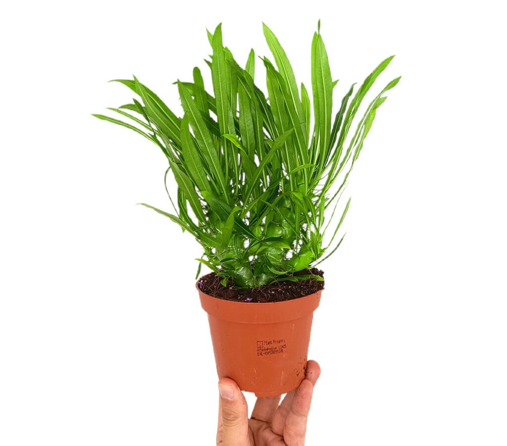 Pachypodium Lamerei M11_0