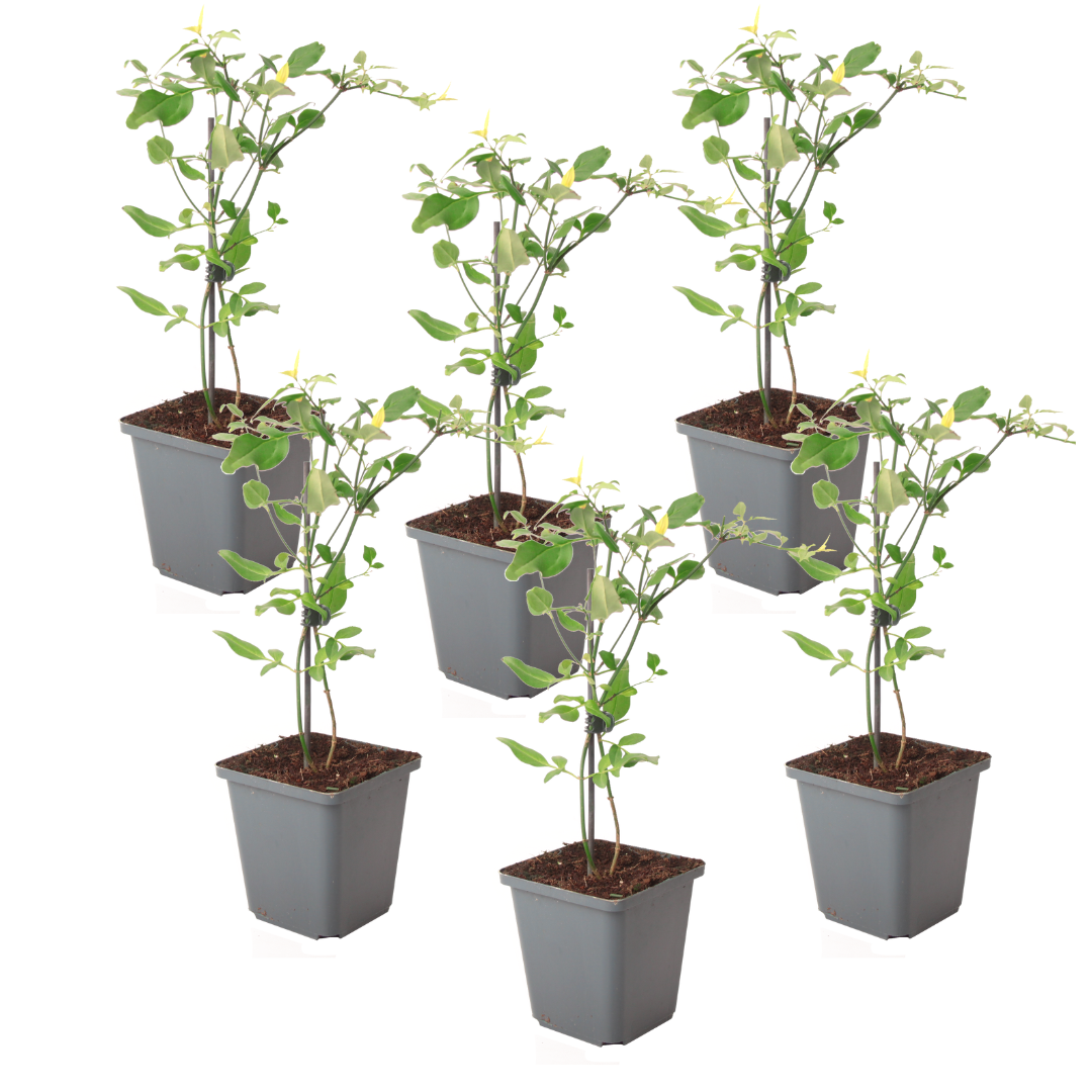 Jazmín - 6 Pzs - Jasminum 'summer Scent' - Altura 25-40cm - ⌀9cm_0