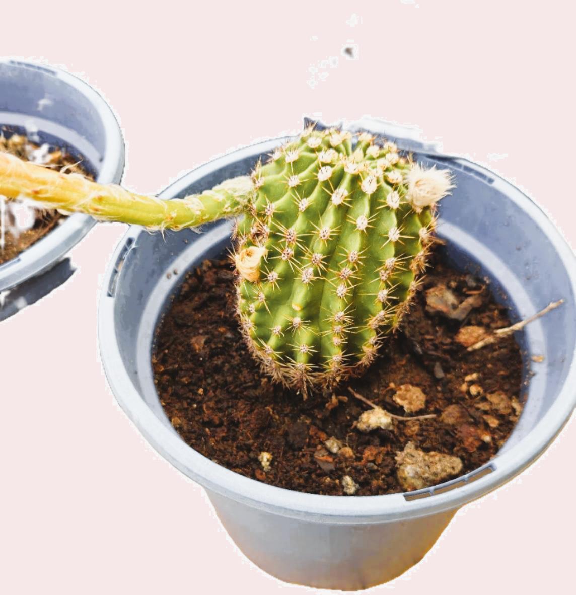 Cactus Echinopsis Oxygena (Cactus Erizo Americano)