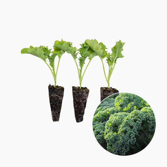 Plantón Col Kale Verde - PlantaBo