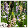 Gladiolo - 60 Pzs - Gladiolus Pastel Mix - Bulbos De Flores