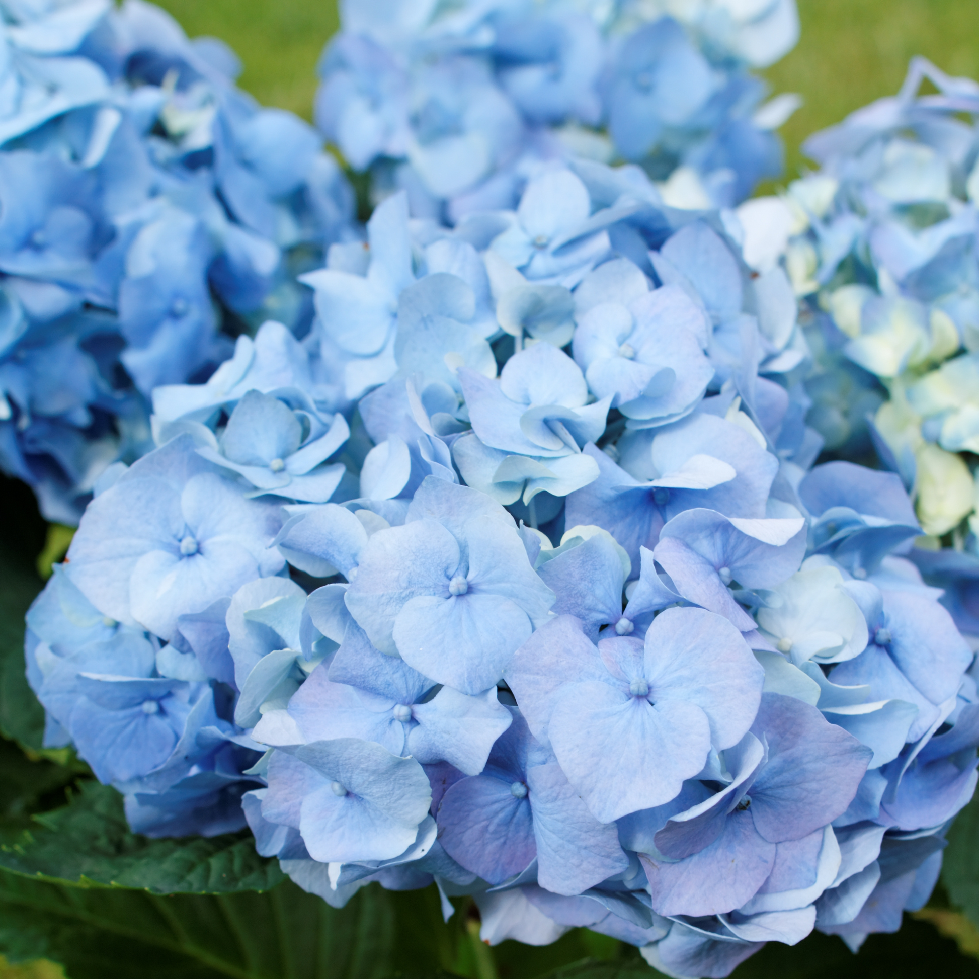 Hortensia - 6 Pzs - Hydrangea Macrophylla - Altura 25-40cm - ⌀9cm