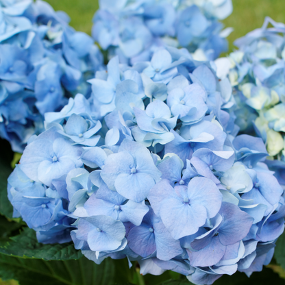 Hortensia - 6 Pzs - Hydrangea Macrophylla - Altura 25-40cm - ⌀9cm