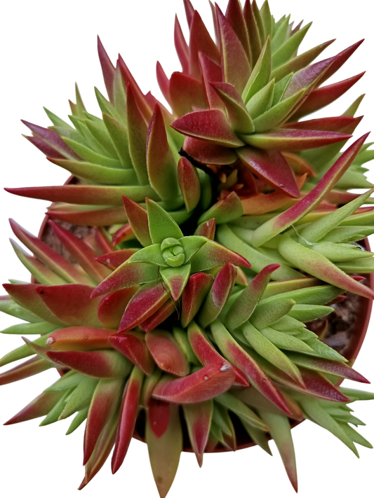 Crassula Capitella Planta Suculenta Colgange Ø13 Para Sol_0