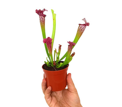 Sarracenia Leucophylla M9_0