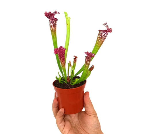 Sarracenia Leucophylla M9_0