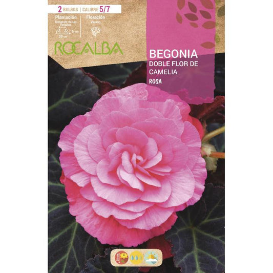 Bulbo Begonia doble flor de Camelia Rosa 2 unidades (5/7)