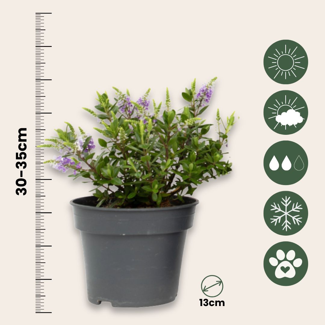 Mezcla De Verónica Arbustiva - 6 Pzs - Hebe - Altura 30-35cm - ⌀13cm_2