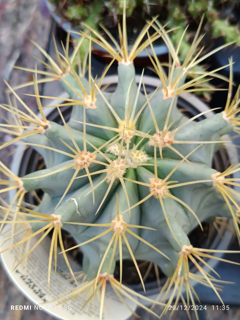 Cactus Ferocactus Glaucescens Planta Grande Ø13 ☼_0