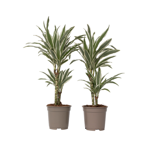 Drácena - 2 Pzs - Dracaena Deremensis 'white Stripe' - Altura 60-70cm - ⌀17cm_0