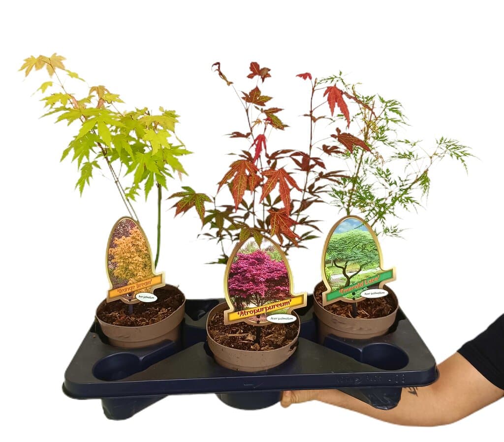 Acer Palmatum M15 40cm_0
