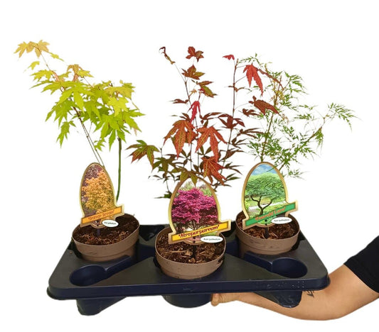 Acer Palmatum M15 40cm_0