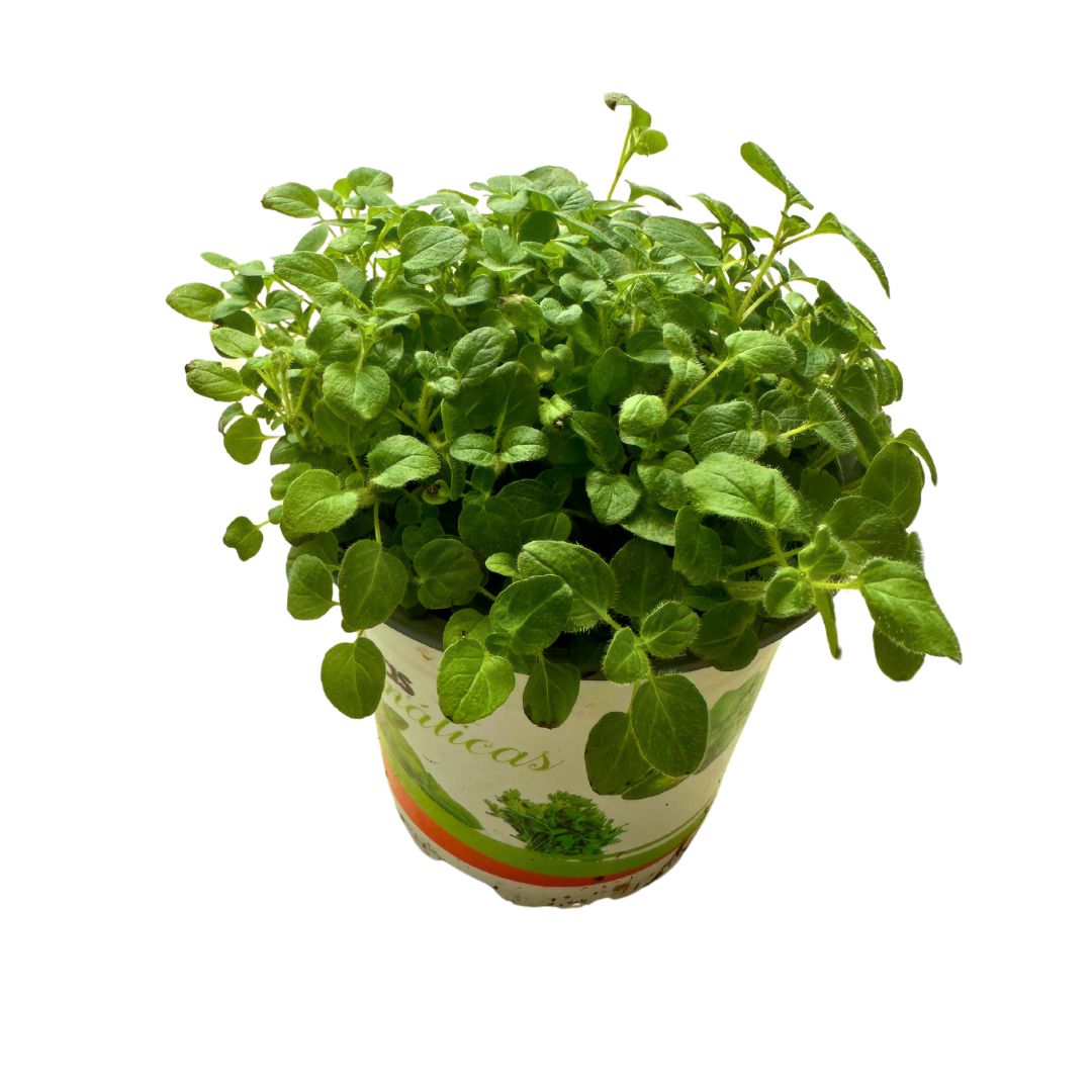 Orégano Planta Aromática Y Medicinal (origanum Vulgare)_0