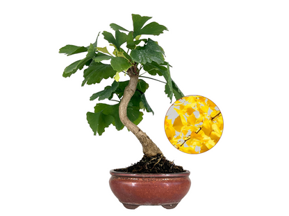 Bonsái Ginkgo Biloba 7 Años