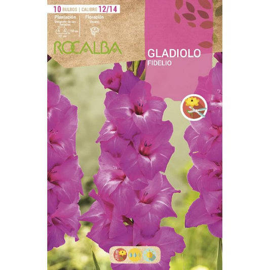 Bulbo Gladiolo Fidelio Fucsia 10 unidades (12/14)